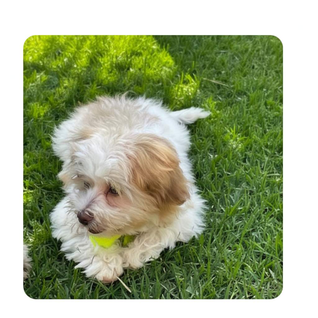 Pet de Adriana Aires C.