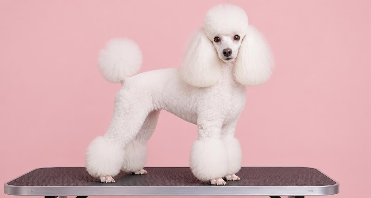 Poodle: tipos de tosa e cuidados com o pelo encaracolado